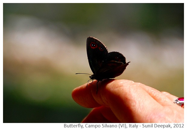 Butterfly, Veneto, Italy - image by Sunil Deepak, 2012