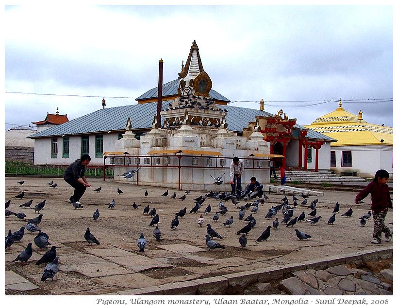 Pigeons, Ulangom monstery, Mongolia - Images by Sunil Deepak