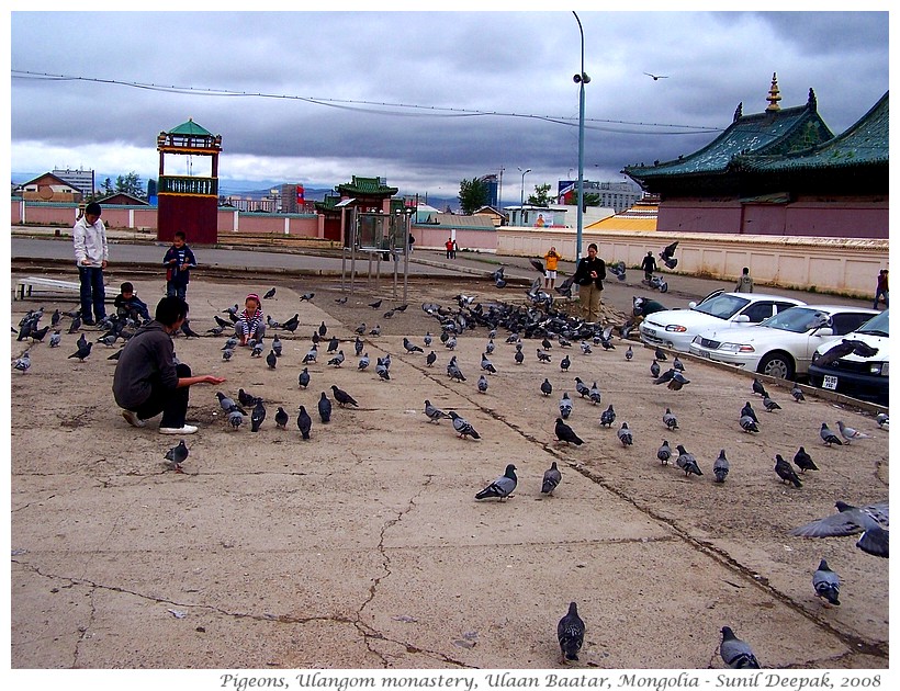 Pigeons, Ulangom monstery, Mongolia - Images by Sunil Deepak