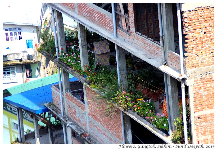 Flowers of Gangtok houses