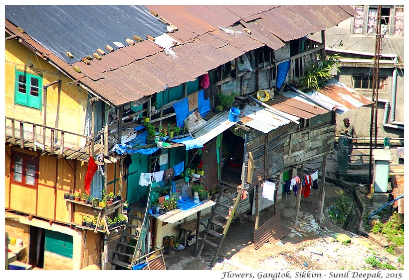 Flowers of Gangtok houses