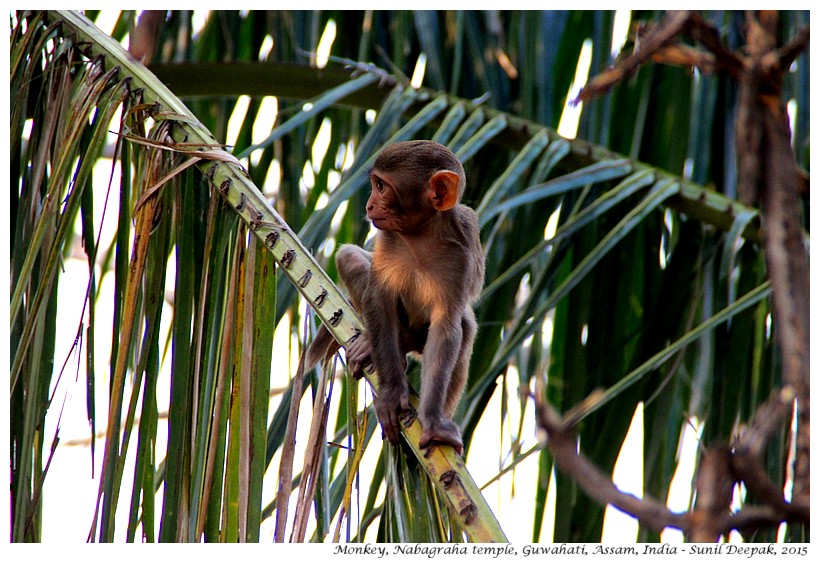 12 Images of Guwahati in 2015 - Images by Sunil Deepak