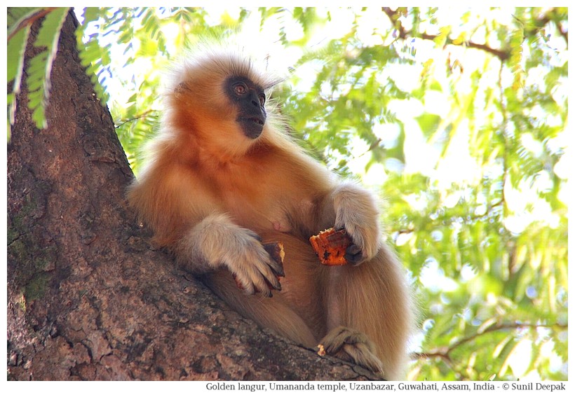 Golden langur, Umananda, Guwahati, Assam, India