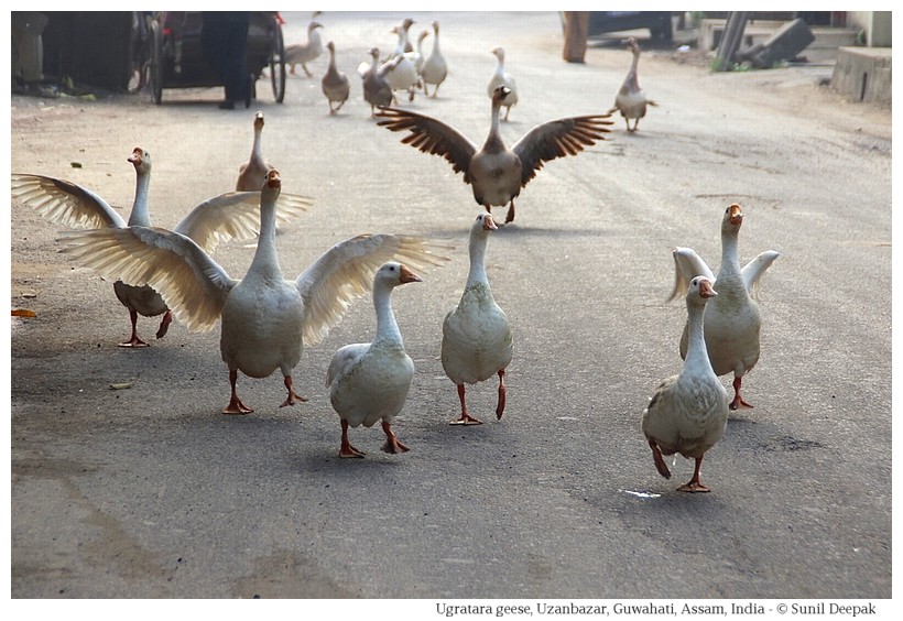 Ugratara Jorpukhuri geese, Guwahati, Assam, India