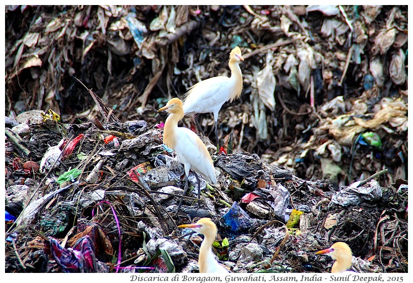 Garzette, Discarica di Guwahati - Immagini di Sunil Deepak