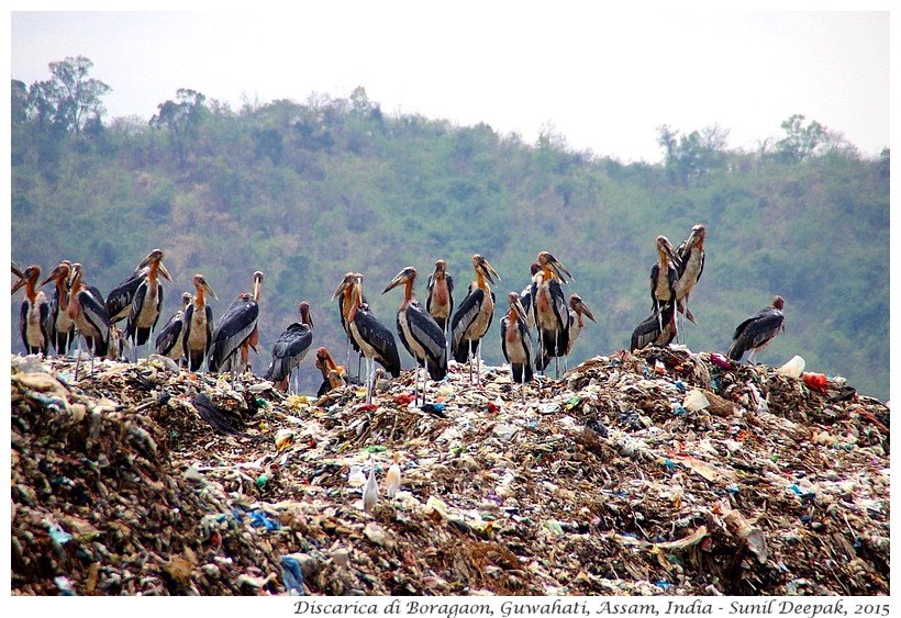 Cicogne, Discarica di Guwahati - Immagini di Sunil Deepak