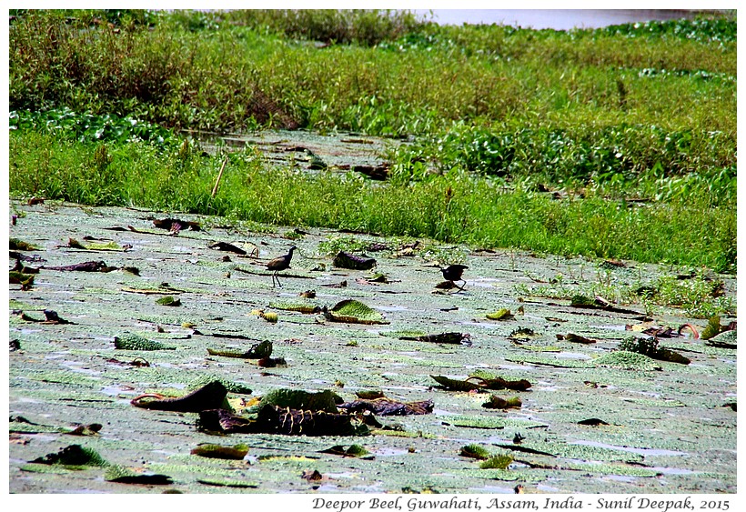 Deepor Beel, palude di Guwahati - Immagini di Sunil Deepak