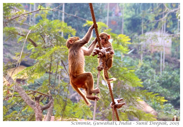 Scimmie, Guwahati, Assam, India - Immagini di Sunil Deepak