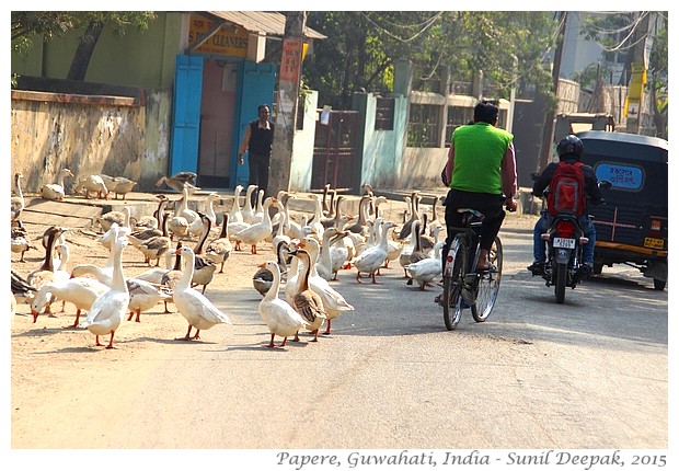 Papere sulla strada, Guwahati, Assam, India - Immagini di Sunil Deepak