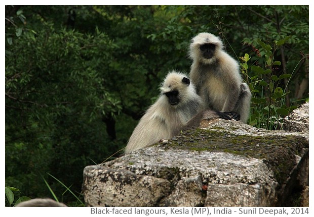 Kesla diary, India - images by Sunil Deepak, 2014