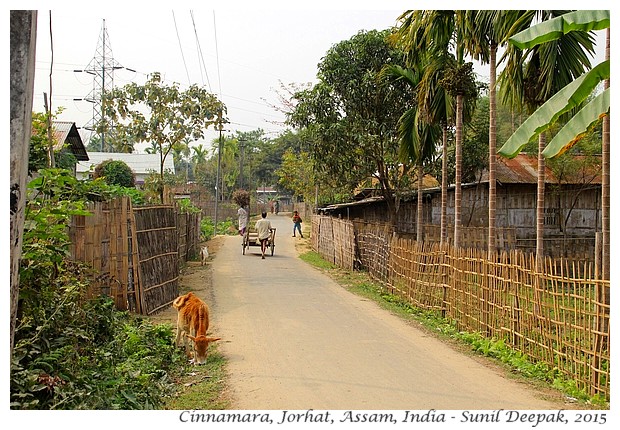 Maniram Dewan & Cinnamara tea gardens, Jorhat, Assam, India - Images by Sunil Deepak