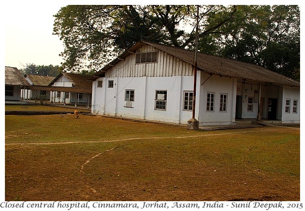 Maniram Dewan & Cinnamara tea gardens, Jorhat, Assam, India - Images by Sunil Deepak