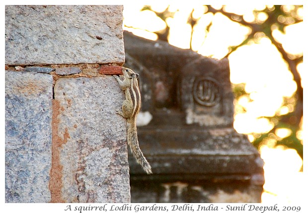 Jorbagh Metro Station walks - Lodhi garden, Safdarjung tomb - Images by Sunil Deepak