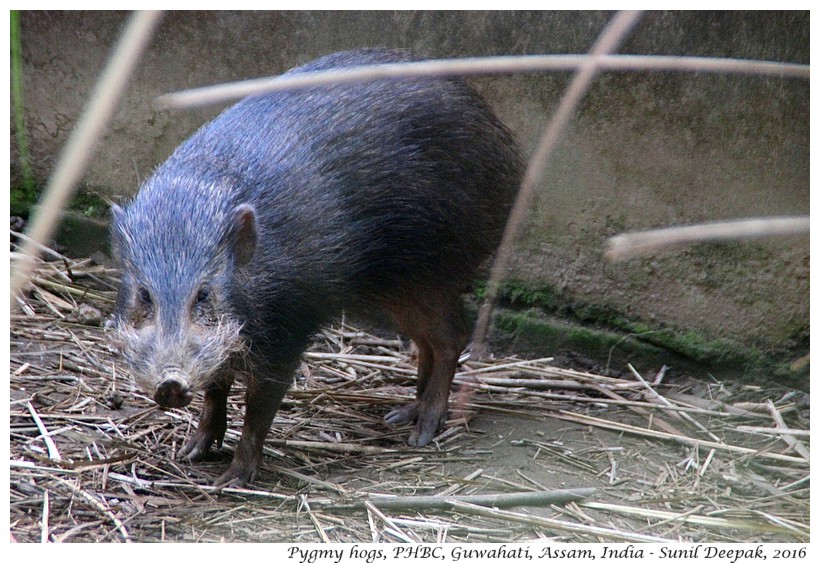 Conservationist Goutam Narayan and the pygmy hog