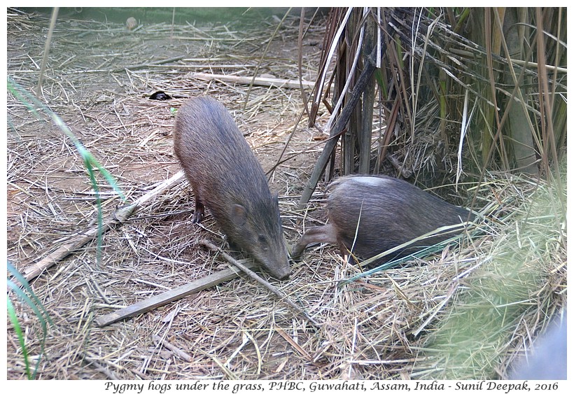 Conservationist Goutam Narayan and the pygmy hog