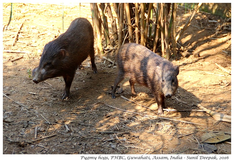 Conservationist Goutam Narayan and the pygmy hog