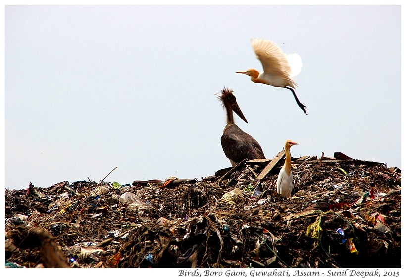 Sachet pollution in India - Images by Sunil Deepak