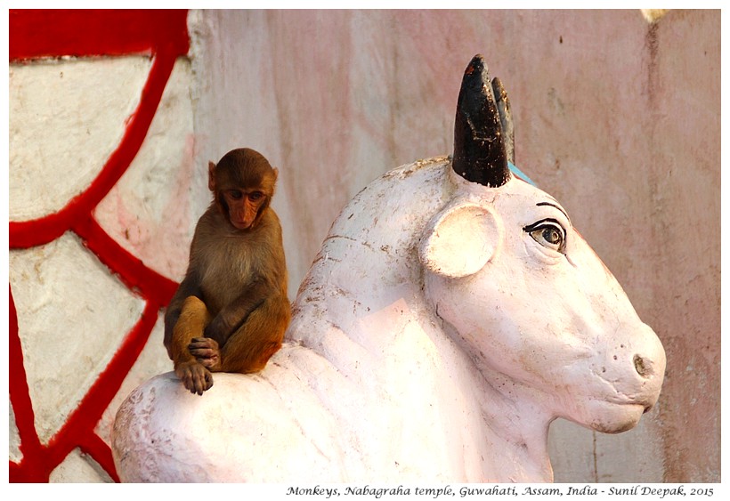 Nabagraha temple, Guwahati, Assam, India - Images by Sunil Deepak