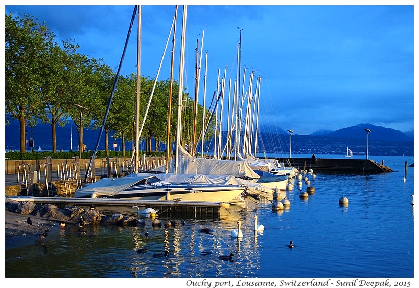 Boats & swans, Ouchy port, Lousanne, Switzerland - Images by Sunil Deepak