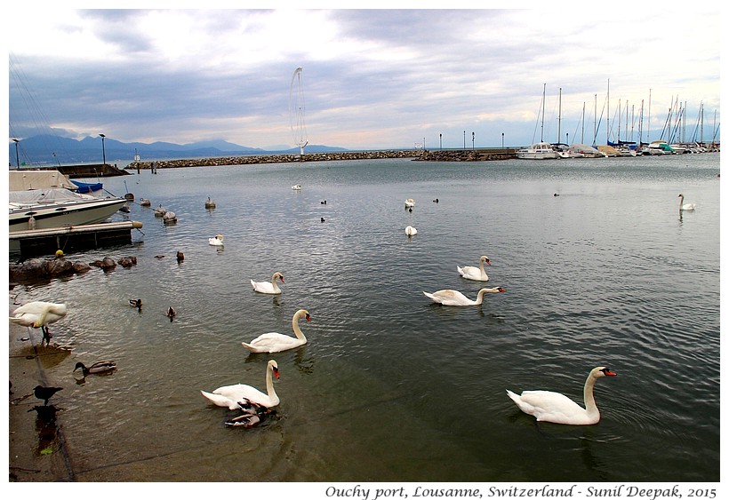 Boats & swans, Ouchy port, Lousanne, Switzerland - Images by Sunil Deepak