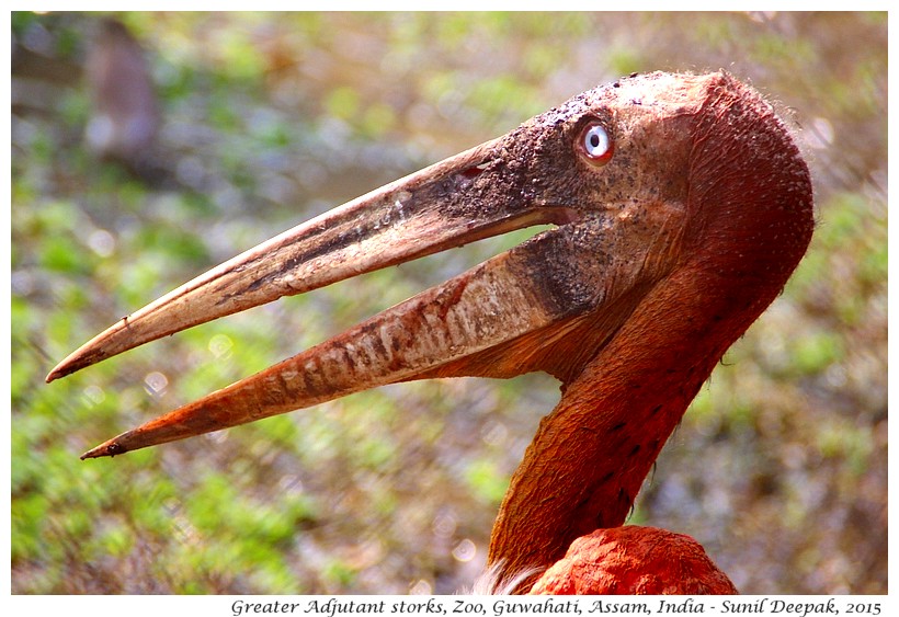 Greater Adjutant storks, Guwahati, Assam, India - Images by Sunil Deepak