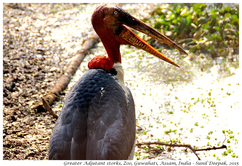 Greater Adjutant storks, Guwahati, Assam, India - Images by Sunil Deepak
