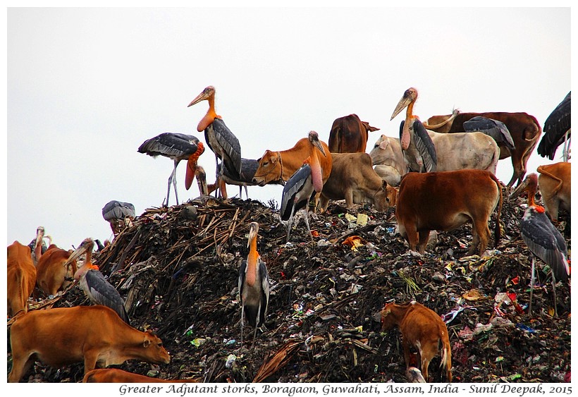 Greater Adjutant storks, Guwahati, Assam, India - Images by Sunil Deepak