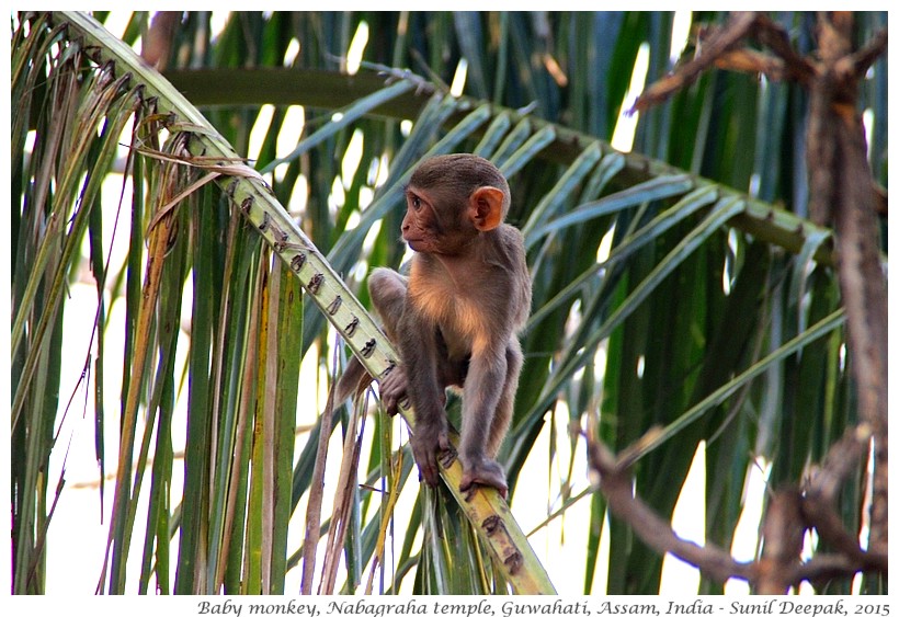 Baby Monkey on a tree, Guwahati, Assam, India