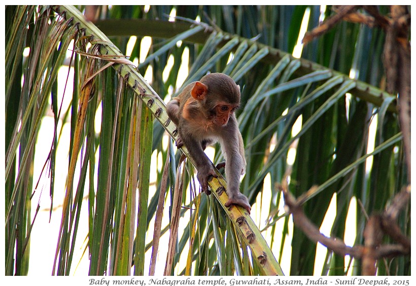 Baby Monkey on a tree, Guwahati, Assam, India