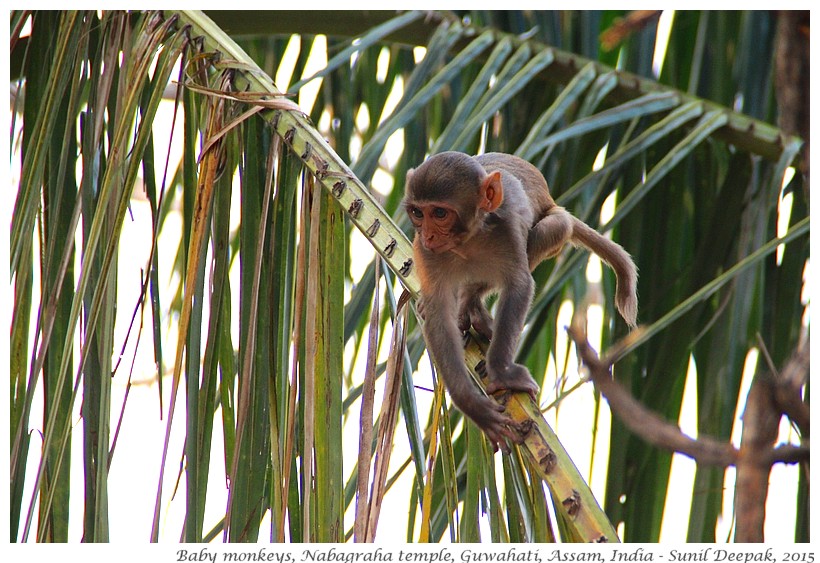 Baby Monkey on a tree, Guwahati, Assam, India