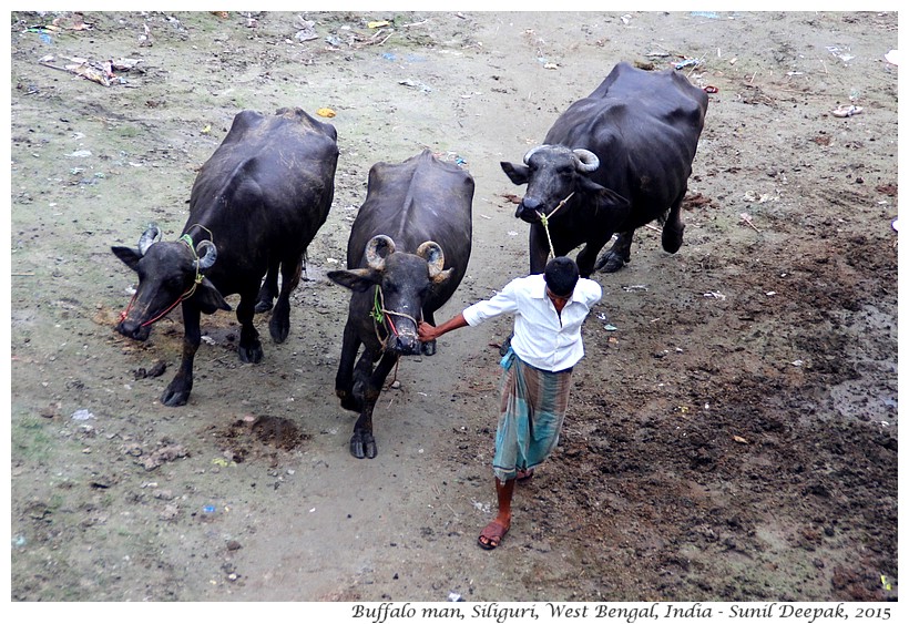 Buffaloes, Siliguri, West Bengal, India - Images by Sunil Deepak