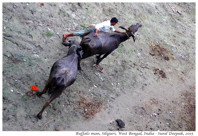 Buffaloes, Siliguri, West Bengal, India - Images by Sunil Deepak