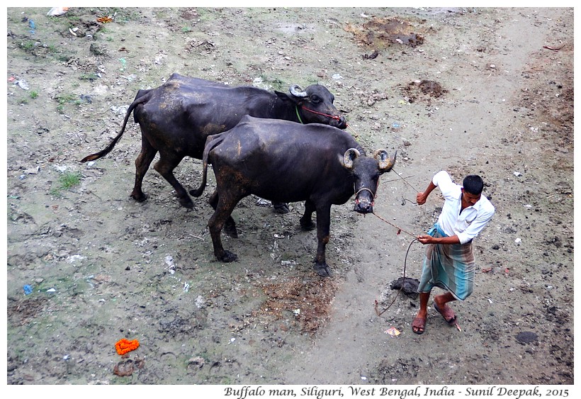 Buffaloes, Siliguri, West Bengal, India - Images by Sunil Deepak