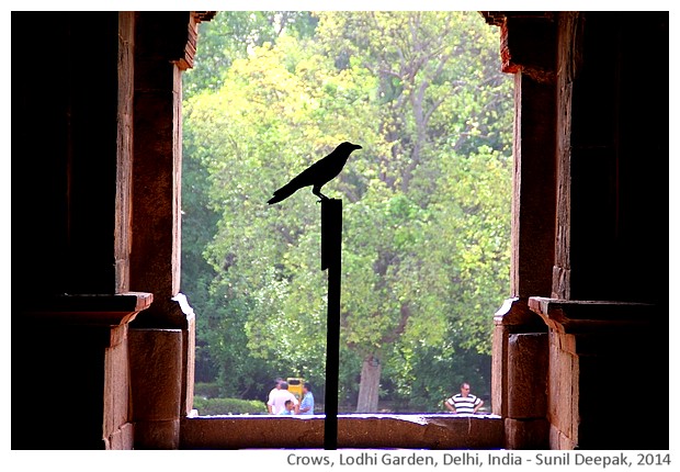 Crows, Lodhi Garden, Delhi,India - images by Sunil Deepak, 2014