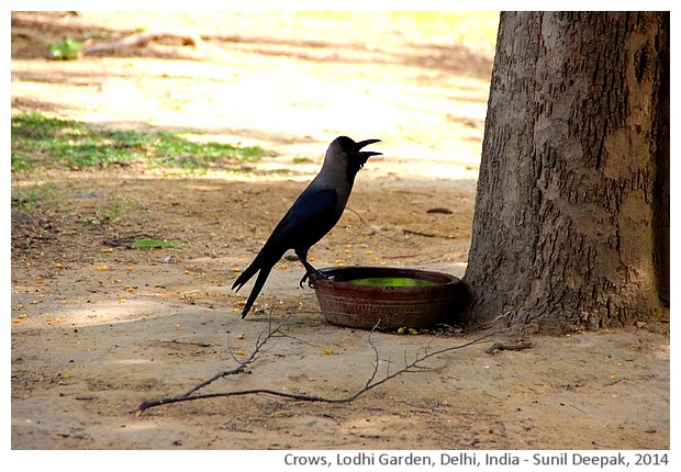 Crows, Lodhi Garden, Delhi,India - images by Sunil Deepak, 2014