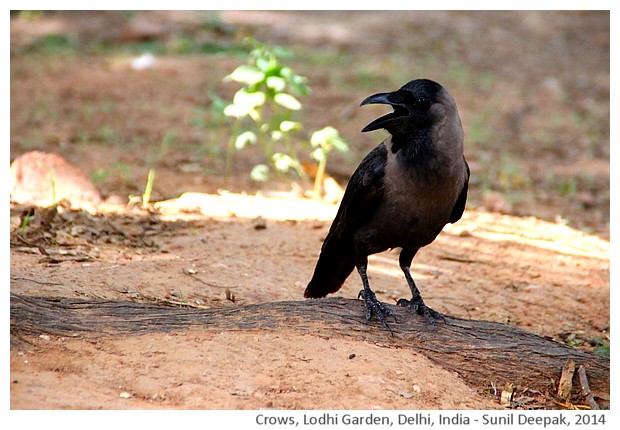 Crows, Lodhi Garden, Delhi,India - images by Sunil Deepak, 2014