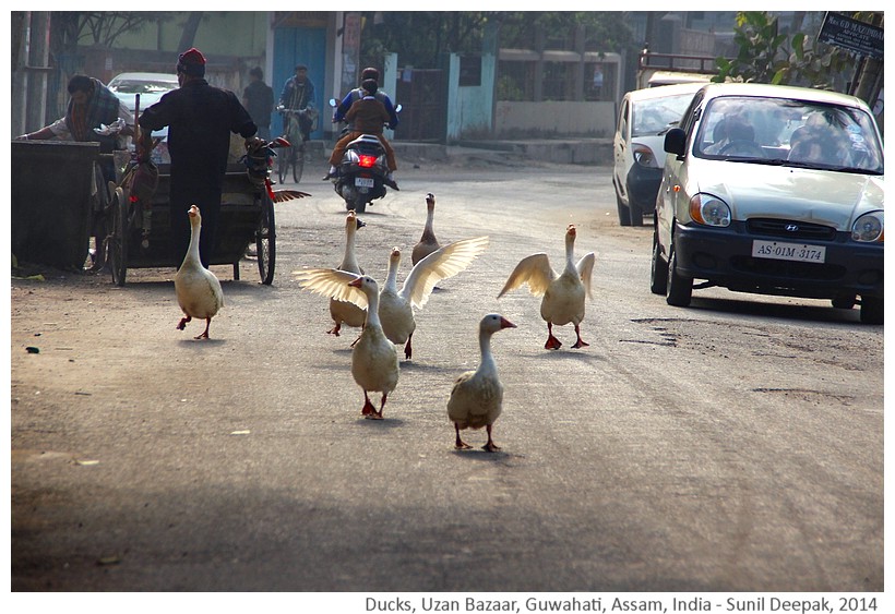 Ducks, Uzan Bazar, Guwahati, Assam, India - Images by Sunil Deepak, 2014