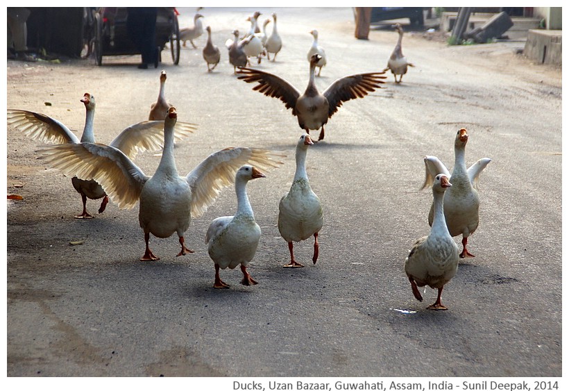 Ducks, Uzan Bazar, Guwahati, Assam, India - Images by Sunil Deepak, 2014