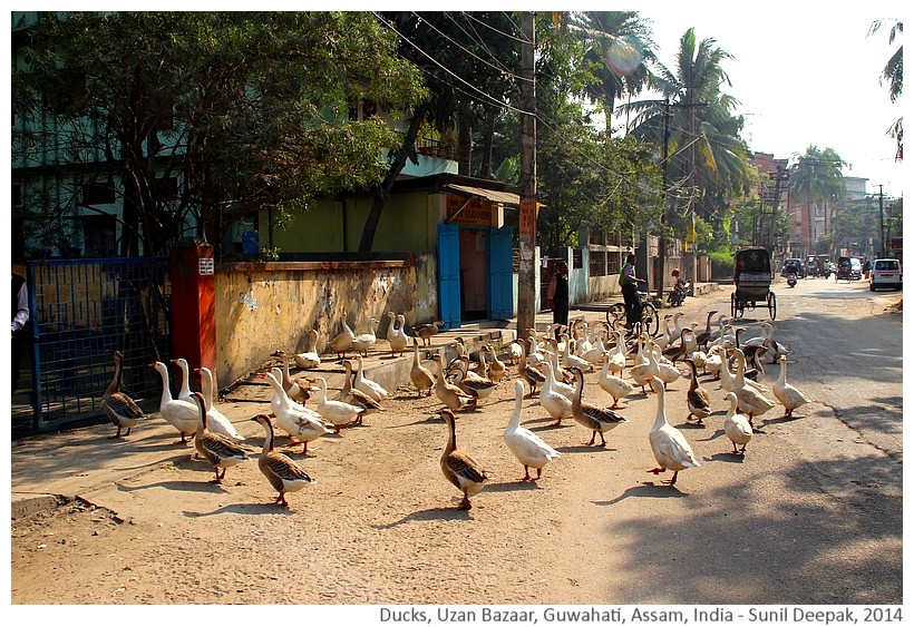 Ducks, Uzan Bazar, Guwahati, Assam, India - Images by Sunil Deepak, 2014