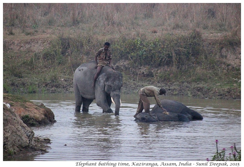 Bath domesticated elephants, Kaziranga, Assam, India - Images by Sunil Deepak