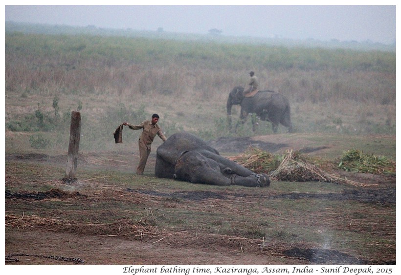 Bath domesticated elephants, Kaziranga, Assam, India - Images by Sunil Deepak