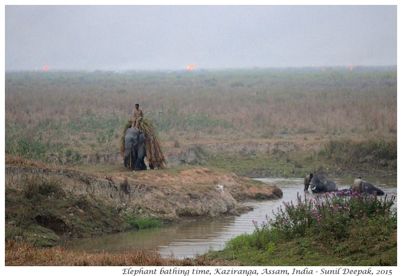 Bath domesticated elephants and forest fires, Kaziranga, Assam, India - Images by Sunil Deepak