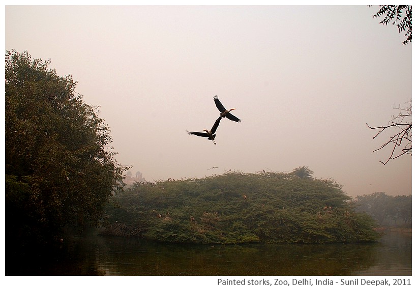 Flying painted storks, Zoo, Delhi, India - Images by Sunil Deepak, 2011