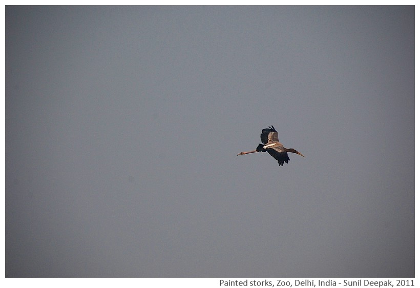 Flying painted storks, Zoo, Delhi, India - Images by Sunil Deepak, 2011