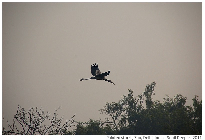 Flying painted storks, Zoo, Delhi, India - Images by Sunil Deepak, 2011