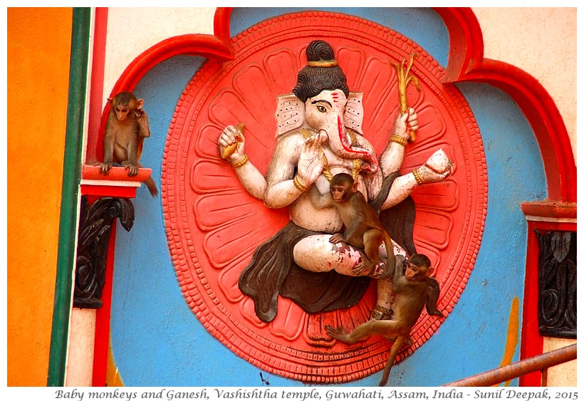Baby monkeys on Ganesh statue, Vashishtha temple, Guwahati, Assam, India - Images by Sunil Deepak, 2015