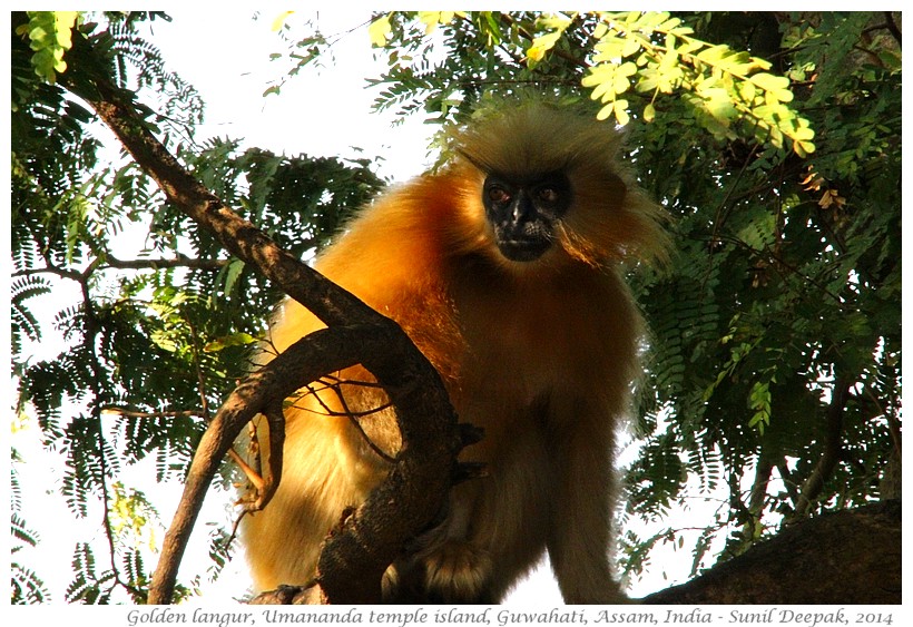 Golden langurs, Umananda temple island, Guwahati, Assam, India - Images by Sunil Deepak, 2014