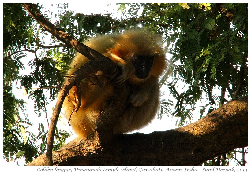 Golden langurs, Umananda temple island, Guwahati, Assam, India - Images by Sunil Deepak, 2014