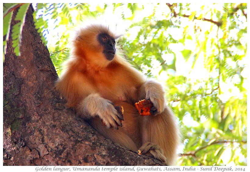 Golden langurs, Umananda temple island, Guwahati, Assam, India - Images by Sunil Deepak, 2014