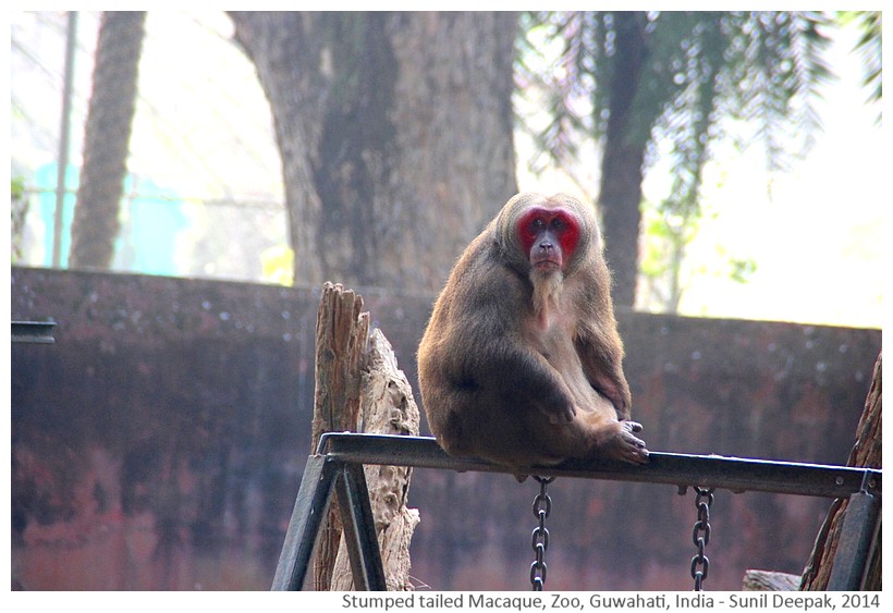 Stumped tailed macaque, zoo Guwahati, India - Images by Sunil Deepak